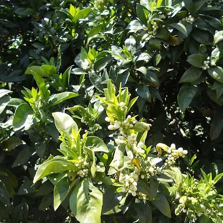 Tenuta